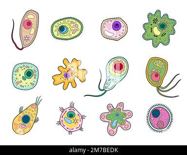 Protista, protozoi o amoeba, cellule di ameba e organismo unicellulare, vettore. Batteri in microscopio da laboratorio, ameba protista o struttura cellulare protozoan, biologia protista, microbiologia Illustrazione Vettoriale