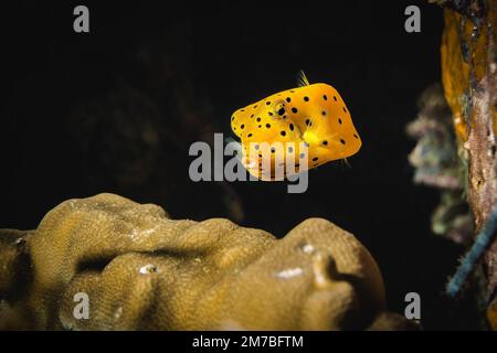 Un primo piano di un pesce scatola giallo che nuota in un mare blu profondo sul corallo della barriera corallina Foto Stock