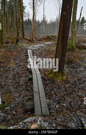 si estende sulla zona umida per camminare Foto Stock