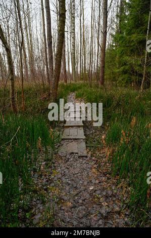 si estende sulla zona umida per camminare Foto Stock