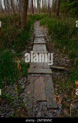 si estende sulla zona umida per camminare Foto Stock