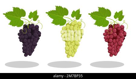 Grappolo succoso di uva con foglie e tendoli. Alimentazione di frutta e alimentazione sana. Vettore cartoon isolato su sfondo bianco Illustrazione Vettoriale