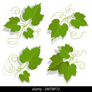 Set di foglie di uva verde con tendoli ramificati. Vinificazione e giardinaggio. Vettore cartoon isolato su sfondo bianco Illustrazione Vettoriale
