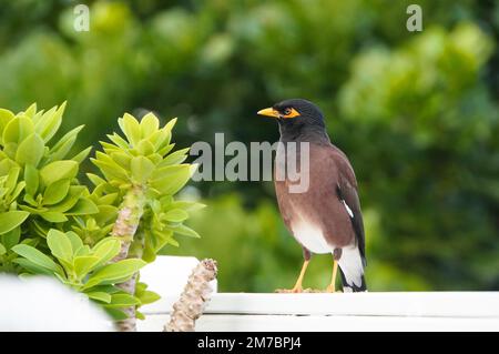 Un uccello di mynah cheeky si leva su una ringhiera in un giardino tropicale in Rarotonga, Isole Cook. Sfondo sfocato. Foto Stock