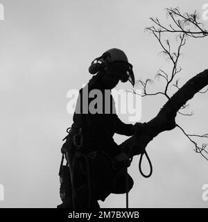 Chirurgo dell'albero Silhouette Foto Stock