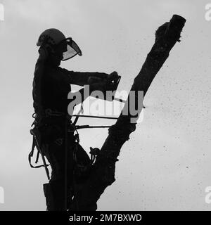 Chirurgo dell'albero Silhouette Foto Stock