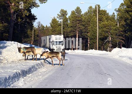 Quattro renne attraversano la strada in Lapponia finlandese poco prima di un semirimorchio su una strada ghiacciata, non lontano dalla città di Inari. Foto Stock