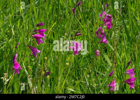 Palude gladiolus (Gladiolus palustris), fioritura, Germania, Baviera, Murnauer Moos Foto Stock