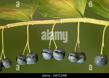 Sigillo di solomano Eurasiano, sigillo di Salomone, arpa di Davide, Ladder-to-Heaven, sigillo di Salomone Eurasiano (Polygonatum multiflorum), fruttato, Germania, Foto Stock