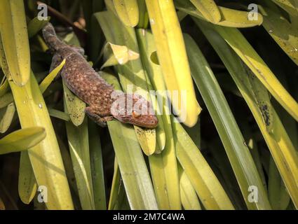 tokay gecko è un gecko arboreo notturno del genere Gekko, il vero gecko. È originaria dell'Asia e di alcune isole del Pacifico. Foto Stock