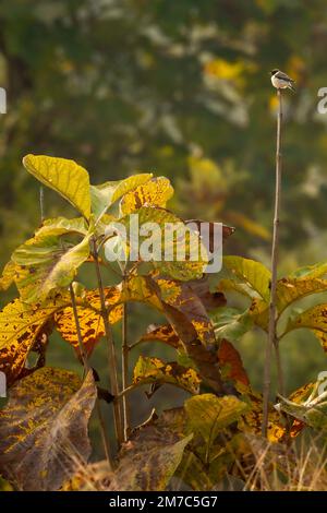 siberian stonechat o Asian stonechat o Saxicola maurus uccello persico su pianta di albero in safari al parco nazionale panna tigre riserva madhya pradesh india Foto Stock