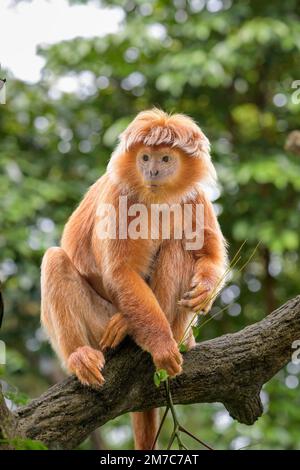 Il langur di Javan orientale (Trachypithecus auratus) è una specie primata della famiglia di Colobinae, diffusa in Indonesia Foto Stock