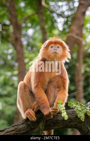 Il langur di Javan orientale (Trachypithecus auratus) è una specie primata della famiglia di Colobinae, diffusa in Indonesia Foto Stock