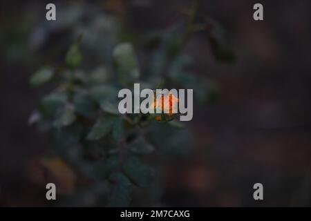 l'enorme bomba si siede su un pollinato di rosa gialla. Foto di alta qualità Foto Stock