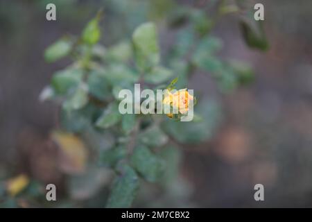 l'enorme bomba si siede su un pollinato di rosa gialla. Foto di alta qualità Foto Stock
