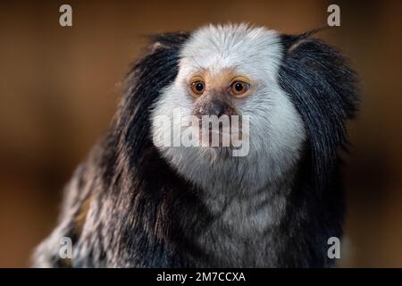 Il marmoset dalla testa bianca, Callithrix geoffroyi Foto Stock