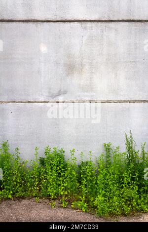 Muratura urbana grigia in cemento con erba verde. Grunge sfondo vintage di erba verde e struttura in cemento. Foto Stock