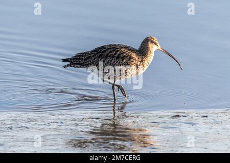 Timoleague, West Cork, Irlanda. 9th Jan, 2023. La popolazione irlandese di Curlew (Numenius arquata) rischia di estinguersi entro il prossimo decennio. Si stima che in Irlanda siano rimaste solo 105 paia di uccelli, rispetto alle circa 5.000 degli anni Ottanta. Il calo del 98% è dovuto alla perdita di habitat, all'accessibilità economica in aree inadeguate, all'intensificazione dell'agricoltura, ai disordini, all'inquinamento e ai cambiamenti climatici. Questa mattina, nell'estuario di Timoleague, si possono vedere delle corone. Credit: AG News/Alamy Live News. Foto Stock