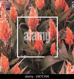 Creative rettangolo cornice natura layout fatto di foglia e fiori. Giacitura piatta. Foto Stock