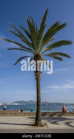 Palme, Strandpromenade, Port de Pollenca, Mallorca, Spanien Foto Stock
