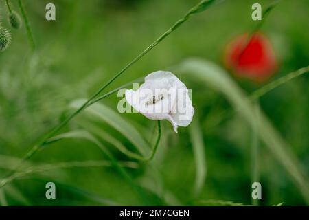 campo enorme con primo piano di papaveri bianchi rossi. Foto di alta qualità Foto Stock