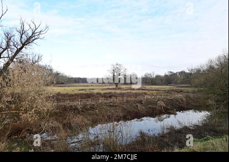 Bassa Austria, Austria. Riserva naturale Marchauen nella pianura alluvionale della marcia Foto Stock