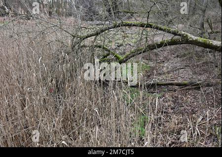 Bassa Austria, Austria. Riserva naturale Marchauen nella pianura alluvionale della marcia Foto Stock