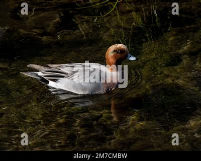 Un maschio eurasiatico verde-alato teal, Anas crecca, nuota sul fiume Hikiji nella prefettura centrale di Kanagawa, Giappone. Foto Stock