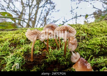 Cofano raggruppato (Micena inclinata) crescente su muschio di albero coperto di muschio decadente. Herefordshire Inghilterra Regno Unito. Dicembre 2022 Foto Stock