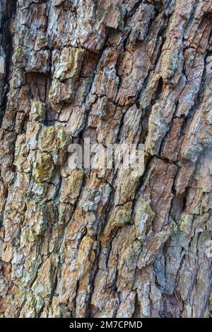 Antico albero di pera, corteccia testurizzata, su una riserva naturale nella campagna inglese dell'Herefordshire. Dicembre 2022 Foto Stock