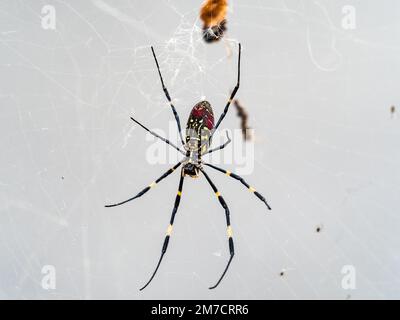 Un grande e colorato ragno di joro, trichonephila clavata, riposa sulla sua rete in una foresta vicino a Yokohama, Giappone. Foto Stock