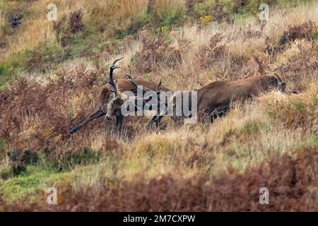 Due cervi rossi maschi su Exmoor si combattono l'uno con l'altro durante la stagione annuale di accoppiamento Foto Stock