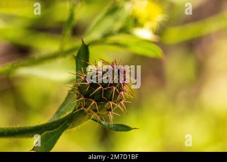 Centaurea, pianta Rough Star Thistle Foto Stock