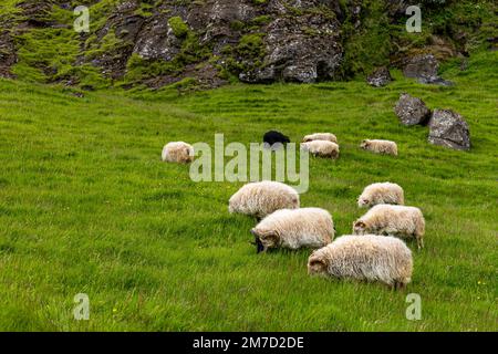 Pascolo di pecore nel paesaggio islandese Foto Stock