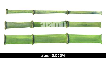 Gambi di bambù verdi. Illustrazione acquerello. Oggetti isolati su uno sfondo bianco, un set della collezione DI BAMBÙ. Per decorazione e design Foto Stock