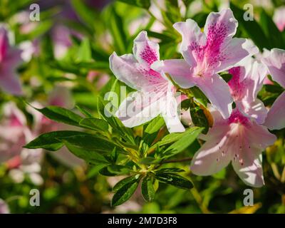 Fiori di azalea rosa e bianco in fiore con fondo verde naturale. Foto Stock
