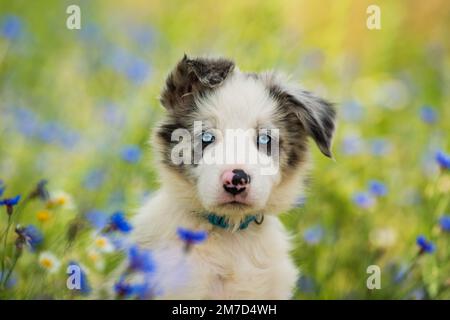Cucciolo collie di confine in un campo di fiori di mais Foto Stock