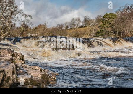 Un fiume gonfio Tees che scorre sopra la cascata a forma di ferro di cavallo appena sopra la principale cascata a bassa forza in forte sole primaverile. Foto Stock