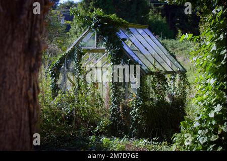 Una vecchia serra sopra corsa e coperta di piante, viti e torrenti sembra essere stato dimenticato circa sul fondo di un giardino. Foto Stock