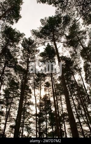 Alti alberi che si stagliano contro un cielo grigio. Foto Stock