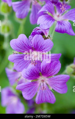 Fiori viola rosa profondo in una posizione rurale visto in primo piano. Foto Stock