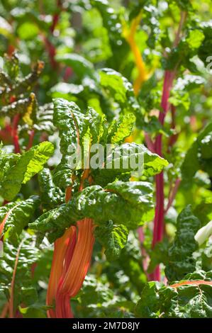 Deatil delle foglie e fusto della pianta Ruby Chard che mostra i colori sorprendenti si può trovare in. Foto Stock