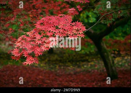 In autunno o in autunno arriva alberi iniziano a girare e lascia prendere su colori vivaci la creazione di visualizzatori di rossi e arancioni e gialli nella foresta. Foto Stock