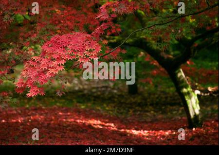 In autunno o in autunno arriva alberi iniziano a girare e lascia prendere su colori vivaci la creazione di visualizzatori di rossi e arancioni e gialli nella foresta. Foto Stock