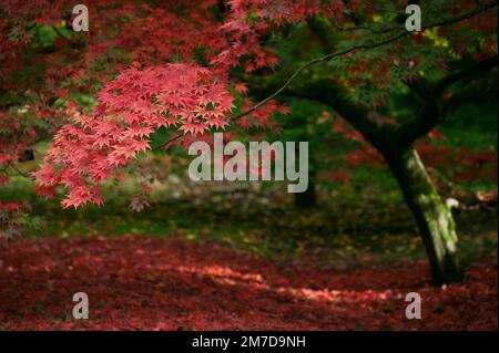 In autunno o in autunno arriva alberi iniziano a girare e lascia prendere su colori vivaci la creazione di visualizzatori di rossi e arancioni e gialli nella foresta. Foto Stock