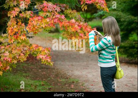 In autunno o in autunno arriva alberi iniziano a girare e lascia prendere su colori vivaci la creazione di visualizzatori di rossi e arancioni e gialli nella foresta. Foto Stock