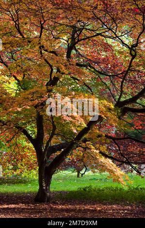 In autunno o in autunno arriva alberi iniziano a girare e lascia prendere su colori vivaci la creazione di visualizzatori di rossi e arancioni e gialli nella foresta. Foto Stock