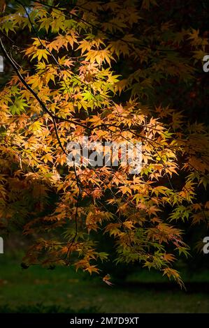 In autunno o in autunno arriva alberi iniziano a girare e lascia prendere su colori vivaci la creazione di visualizzatori di rossi e arancioni e gialli nella foresta. Foto Stock