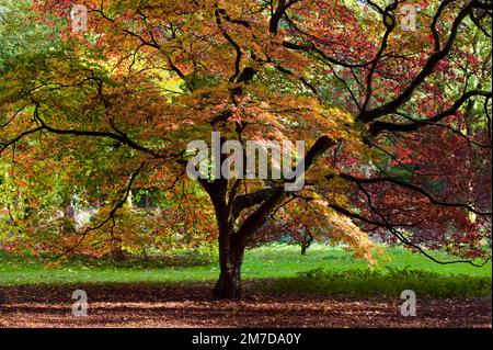 In autunno o in autunno arriva alberi iniziano a girare e lascia prendere su colori vivaci la creazione di visualizzatori di rossi e arancioni e gialli nella foresta. Foto Stock