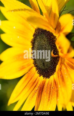 Dettaglio di una grande testa di girasole come mostra i petali gialli profondi della testa di fiore che sorronda la testa di semi nera profonda e che guarda molto esotico nel caldo sole. Foto Stock